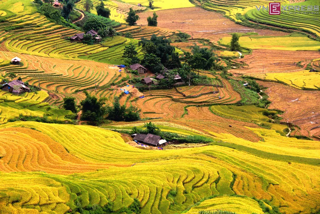 Mùa vàng ở Sàng Ma Sáo Lào Cai