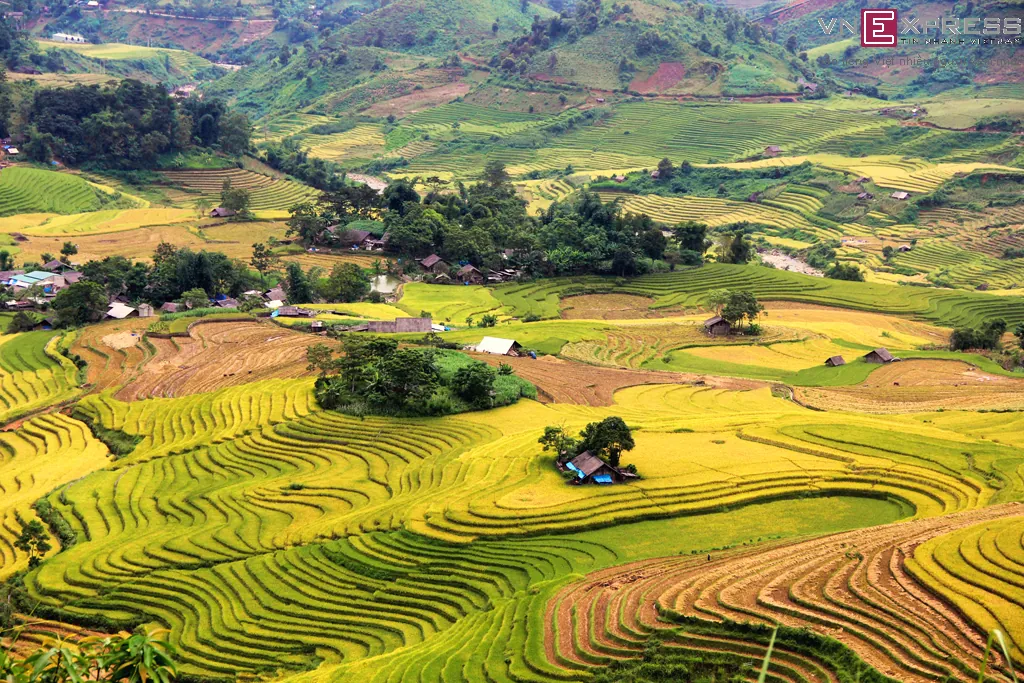 Mùa vàng ở Sàng Ma Sáo Lào Cai