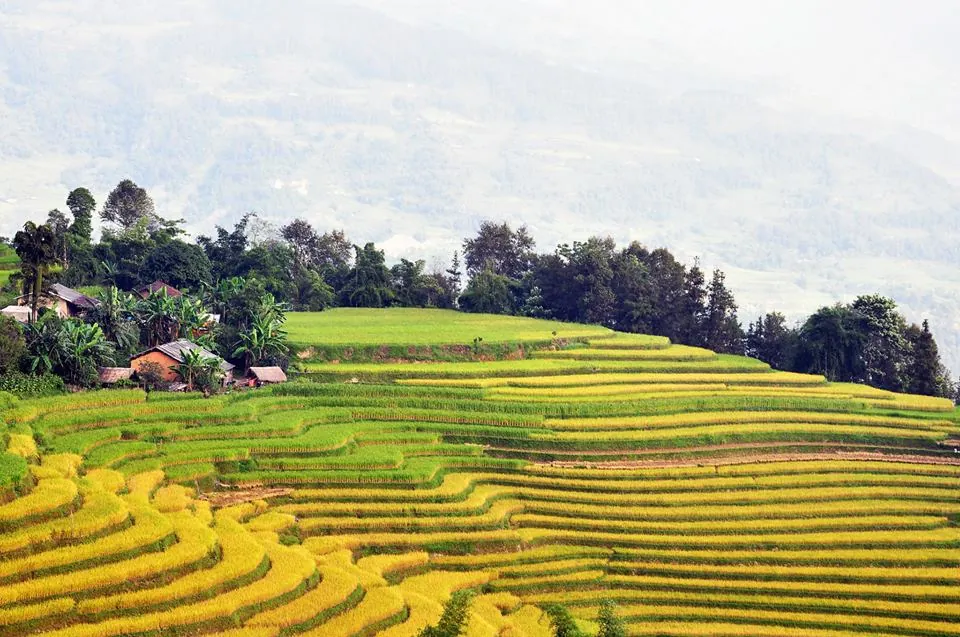 Mùa vàng trên ruộng bậc thang Hoàng Su Phì