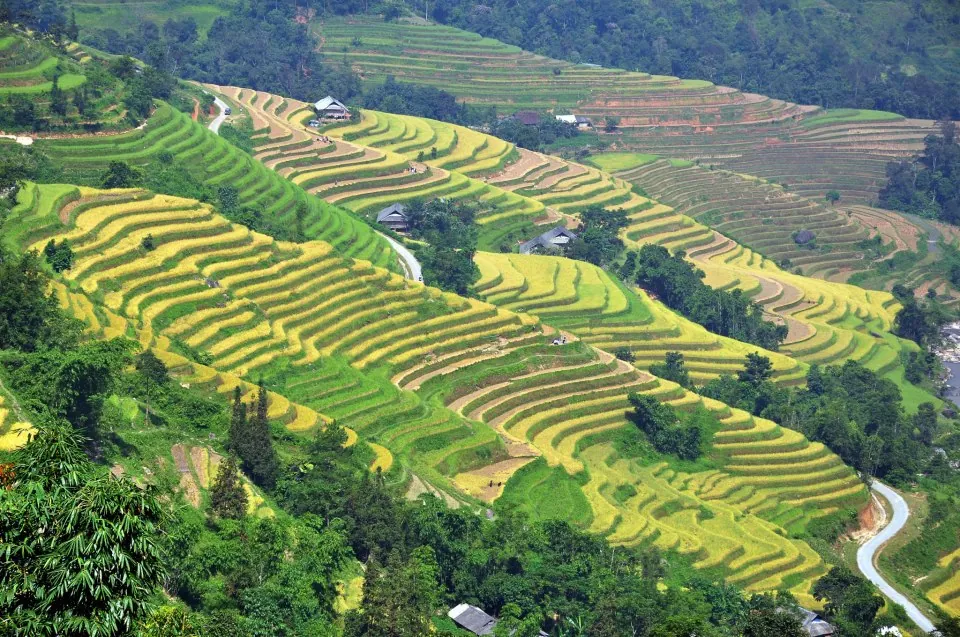 Mùa vàng trên ruộng bậc thang Hoàng Su Phì Mùa vàng trên ruộng bậc thang Hoàng Su Phì