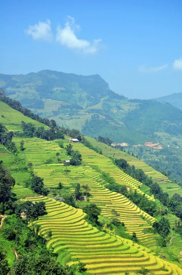 Mùa vàng trên ruộng bậc thang Hoàng Su Phì
