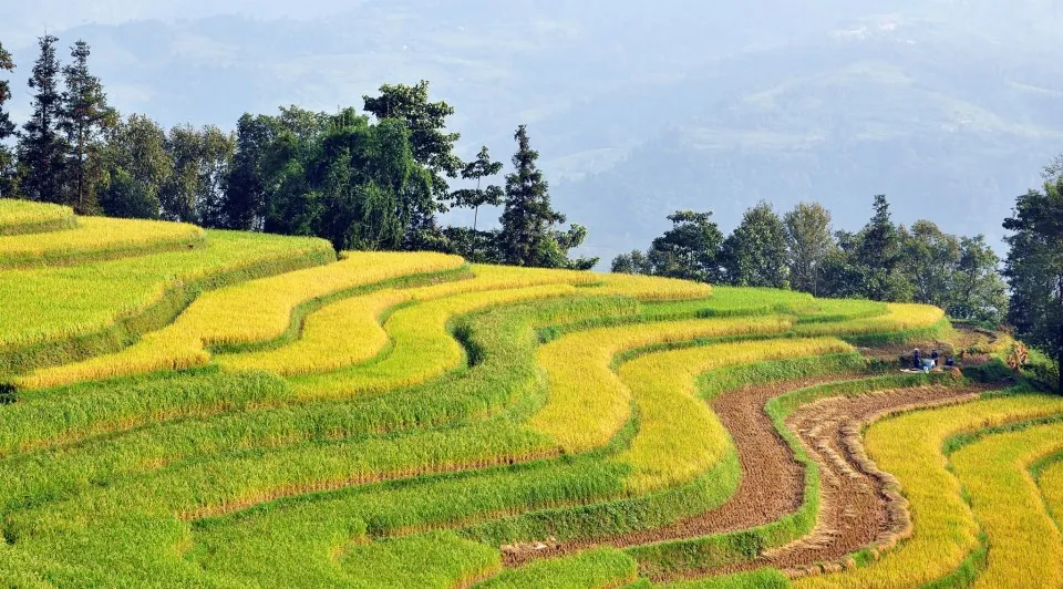 Mùa vàng trên ruộng bậc thang Hoàng Su Phì Mùa vàng trên ruộng bậc thang Hoàng Su Phì