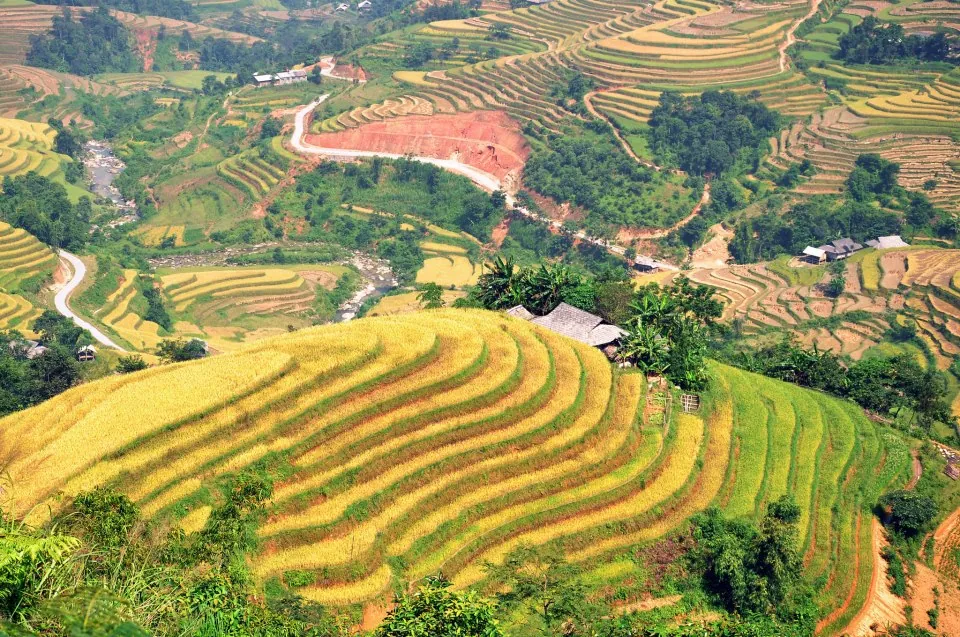 Mùa vàng trên ruộng bậc thang Hoàng Su Phì Mùa vàng trên ruộng bậc thang Hoàng Su Phì