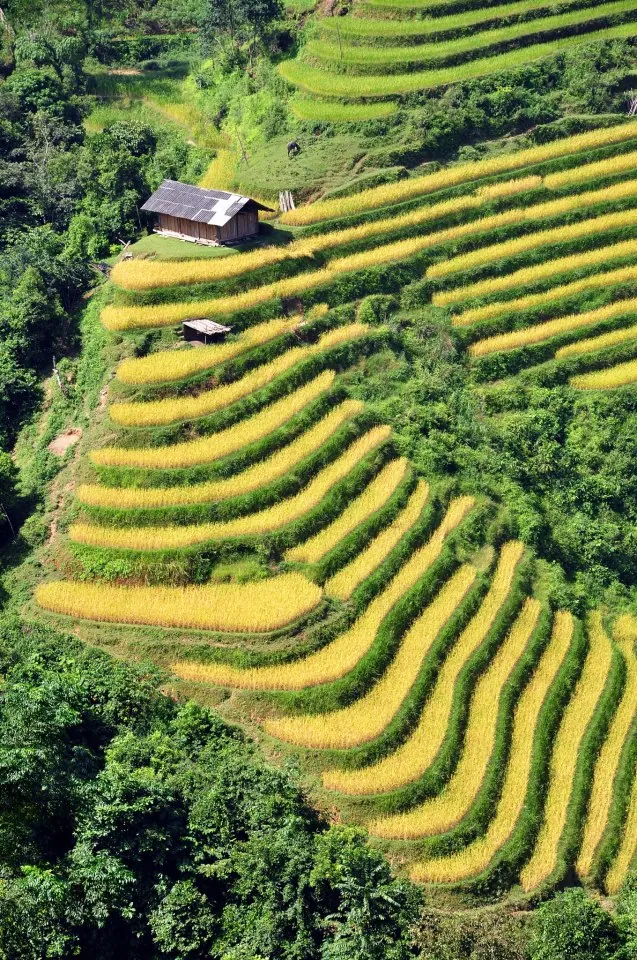 Mùa vàng trên ruộng bậc thang Hoàng Su Phì Mùa vàng trên ruộng bậc thang Hoàng Su Phì