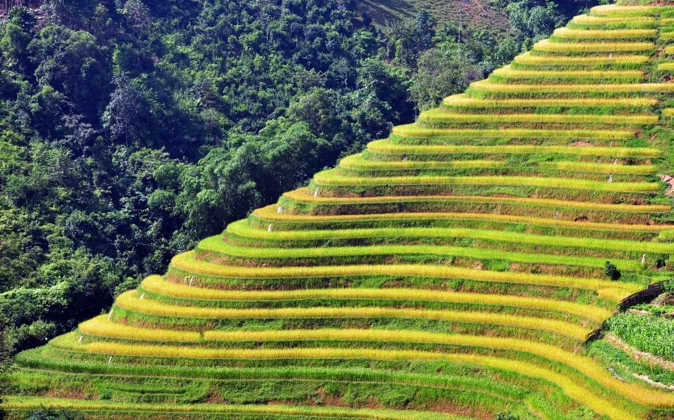 Mùa vàng trên ruộng bậc thang Hoàng Su Phì
