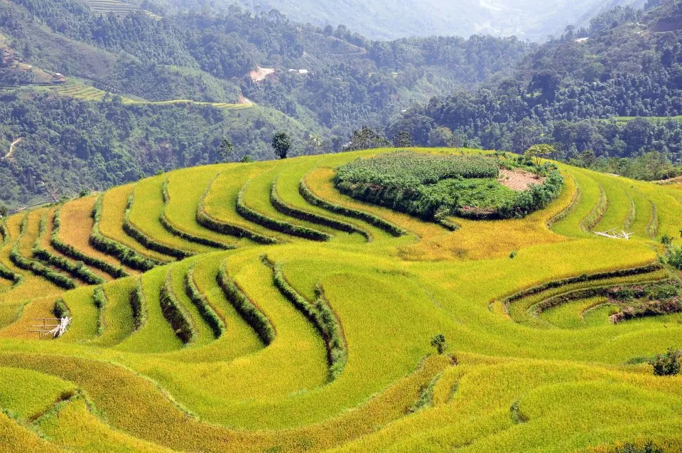 Mùa vàng trên ruộng bậc thang Hoàng Su Phì Mùa vàng trên ruộng bậc thang Hoàng Su Phì