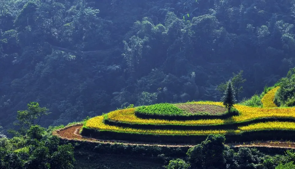 Mùa vàng trên ruộng bậc thang Hoàng Su Phì