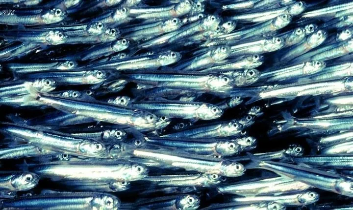 Nên mua gì khi đi du lịch tại thiên đường biển Phú Quốc
