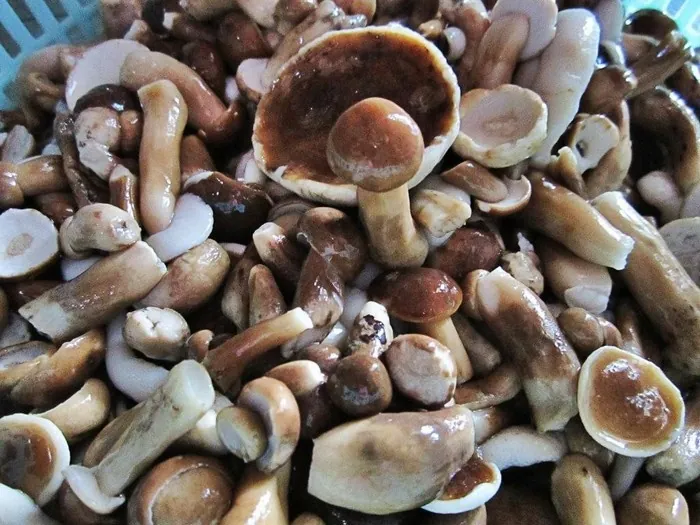 Nên mua gì khi đi du lịch tại thiên đường biển Phú Quốc