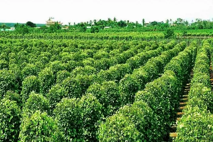 Nên mua gì khi đi du lịch tại thiên đường biển Phú Quốc