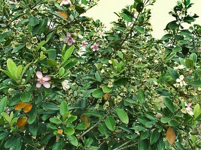 Nên mua gì khi đi du lịch tại thiên đường biển Phú Quốc