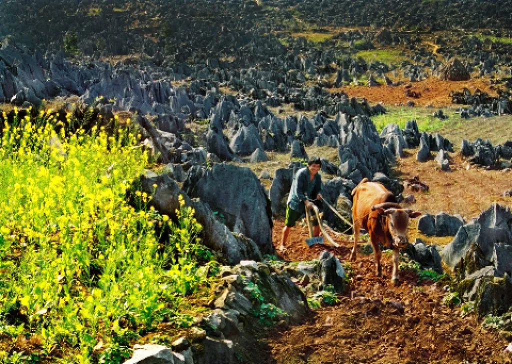Ngắm vẻ đẹp ngoạn mục của những nấc thang lên thiên đường ở Hà Giang Ngắm vẻ đẹp ngoạn mục của những nấc thang lên thiên đường ở Hà Giang