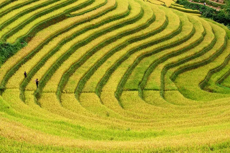 Ngắm vẻ đẹp ngoạn mục của những nấc thang lên thiên đường ở Hà Giang