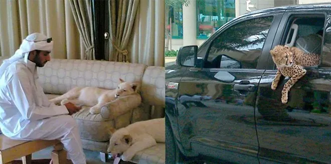Những bức ảnh chỉ có thể là Dubai