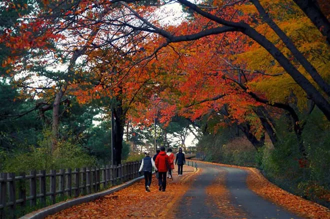 Những địa điểm ngắm lá vàng mùa thu lý tưởng khi du lịch Seoul Những địa điểm ngắm lá vàng mùa thu lý tưởng khi du lịch Seoul