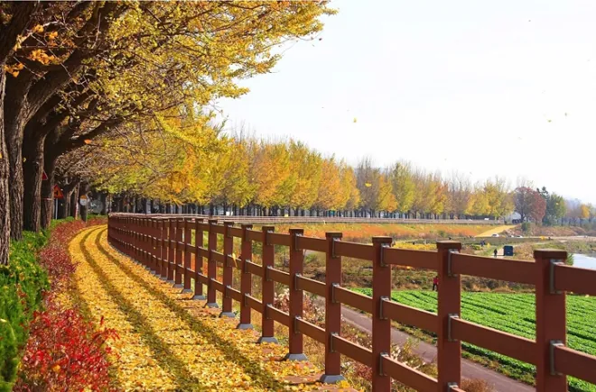 Những địa điểm ngắm lá vàng mùa thu lý tưởng khi du lịch Seoul Những địa điểm ngắm lá vàng mùa thu lý tưởng khi du lịch Seoul