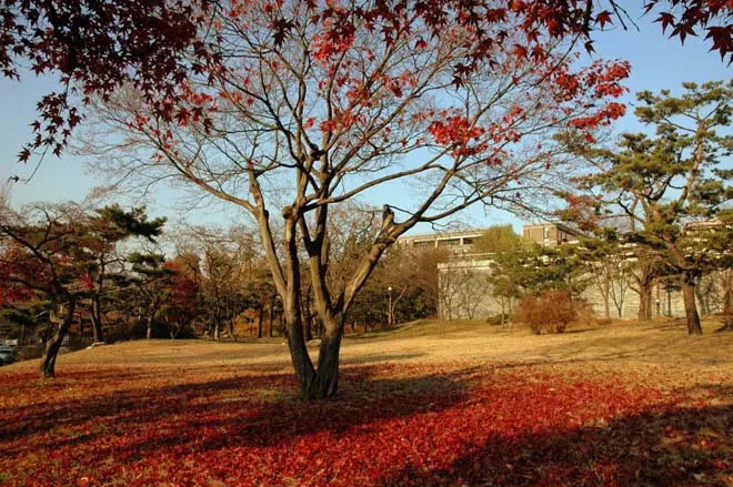 Những địa điểm ngắm lá vàng mùa thu lý tưởng khi du lịch Seoul Những địa điểm ngắm lá vàng mùa thu lý tưởng khi du lịch Seoul