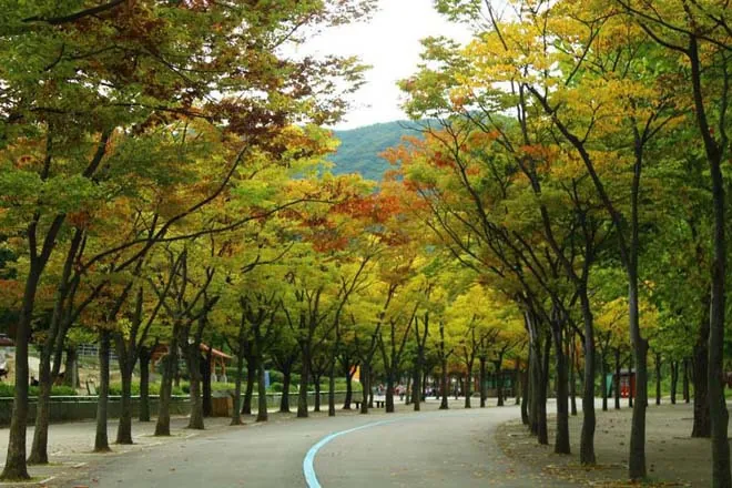 Những địa điểm ngắm lá vàng mùa thu lý tưởng khi du lịch Seoul Những địa điểm ngắm lá vàng mùa thu lý tưởng khi du lịch Seoul