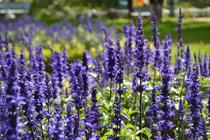 Những địa điểm ngắm lavender mùa hạ