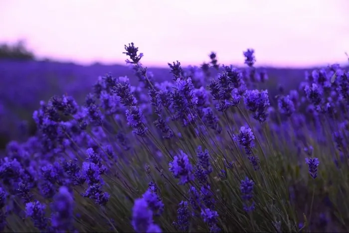 Những địa điểm ngắm lavender mùa hạ