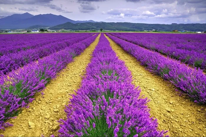 Những địa điểm ngắm lavender mùa hạ