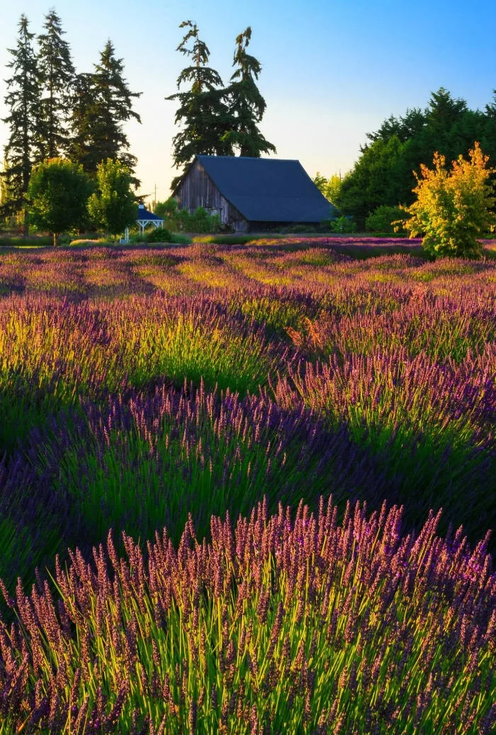 Những địa điểm ngắm lavender mùa hạ