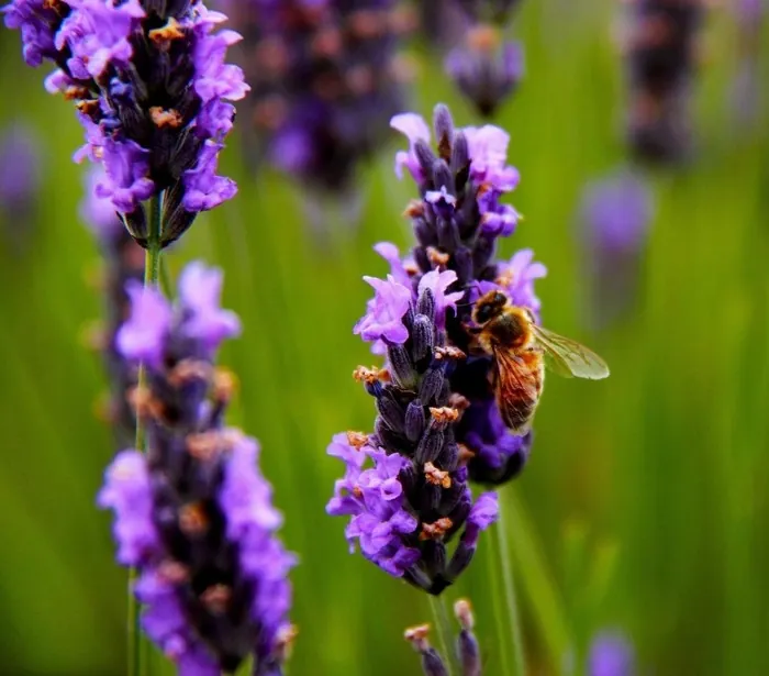 Những địa điểm ngắm lavender mùa hạ