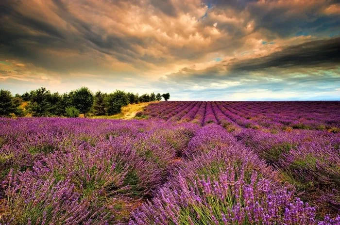 Những địa điểm ngắm lavender mùa hạ