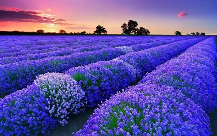 Những địa điểm ngắm lavender mùa hạ