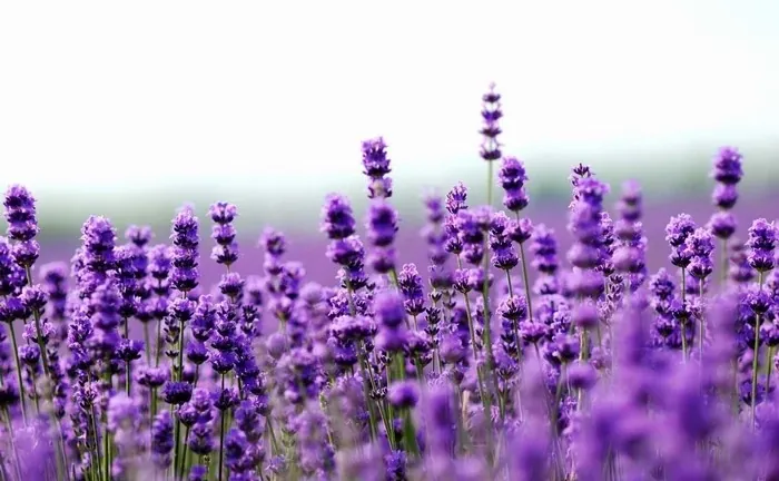 Những địa điểm ngắm lavender mùa hạ
