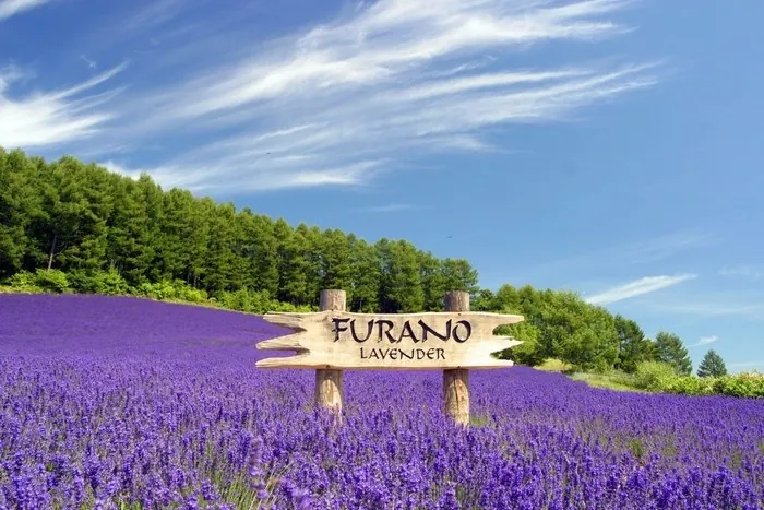 Những địa điểm ngắm lavender mùa hạ