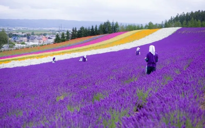 Những địa điểm ngắm lavender mùa hạ