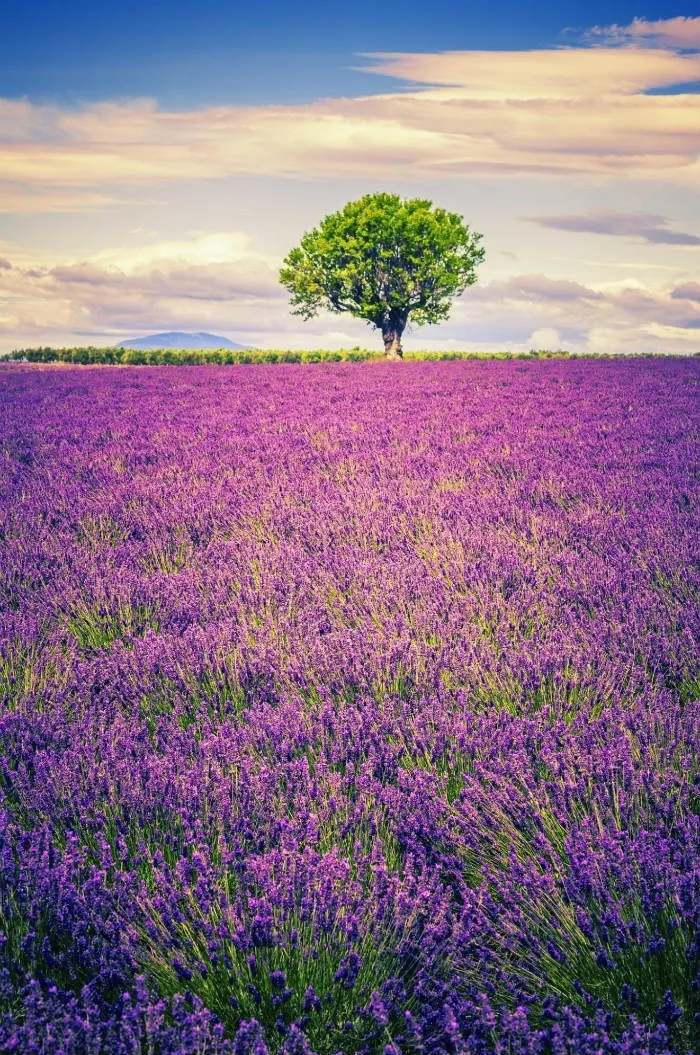 Những địa điểm ngắm lavender mùa hạ