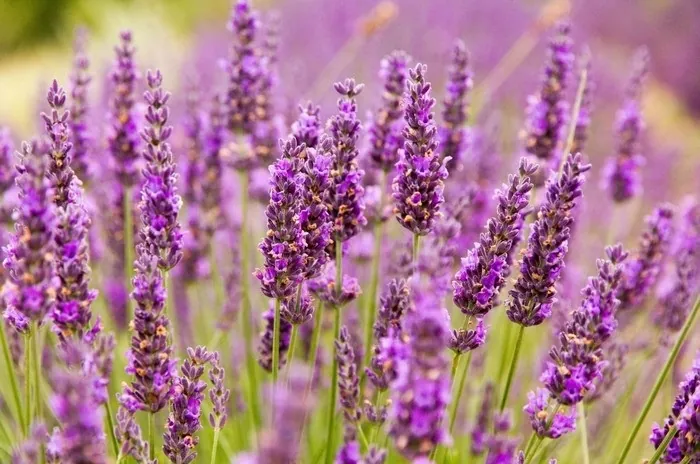 Những địa điểm ngắm lavender mùa hạ