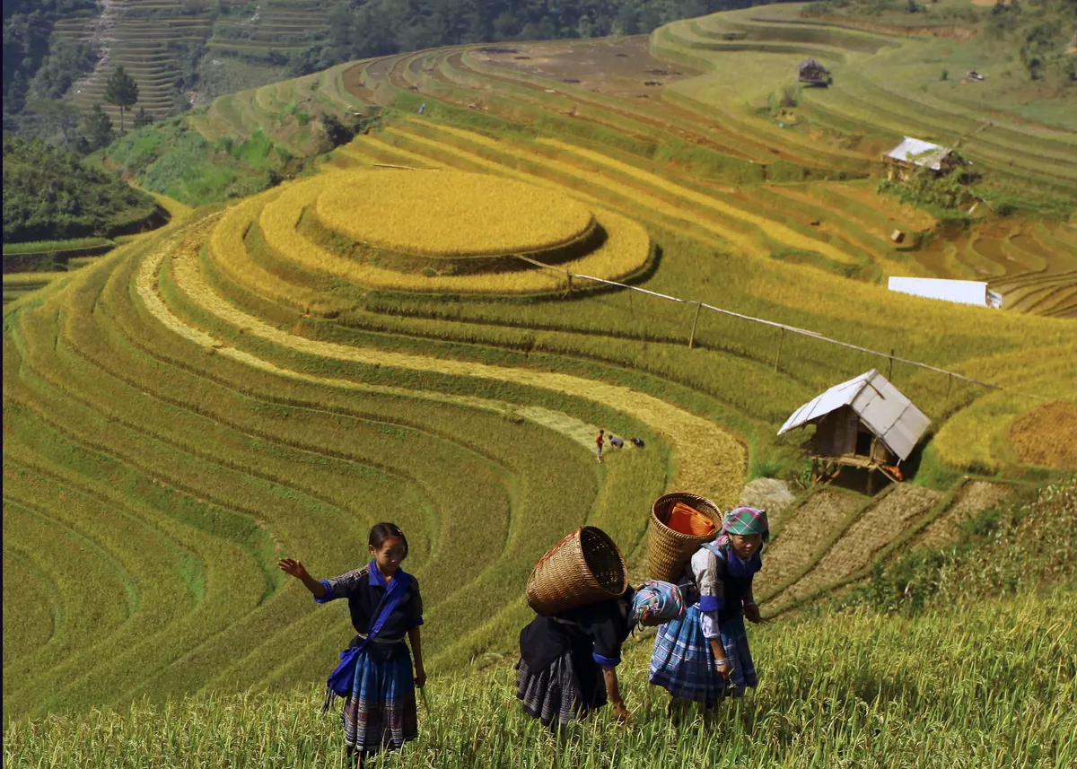 Những lưu ý trên hành trình tới ruộng mâm xôi Mù Cang Chải Những lưu ý trên hành trình tới ruộng mâm xôi Mù Cang Chải