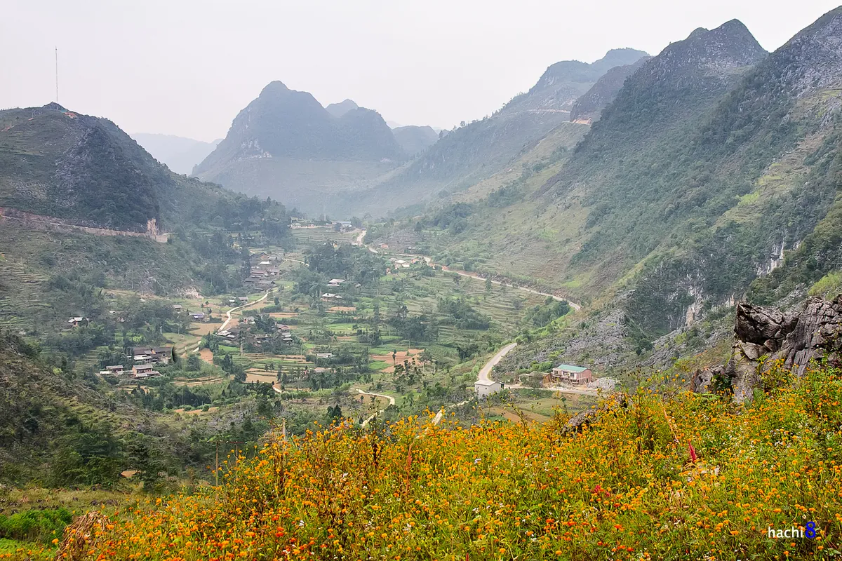 Những sắc hoa rực rỡ trên cao nguyên đá Hà Giang