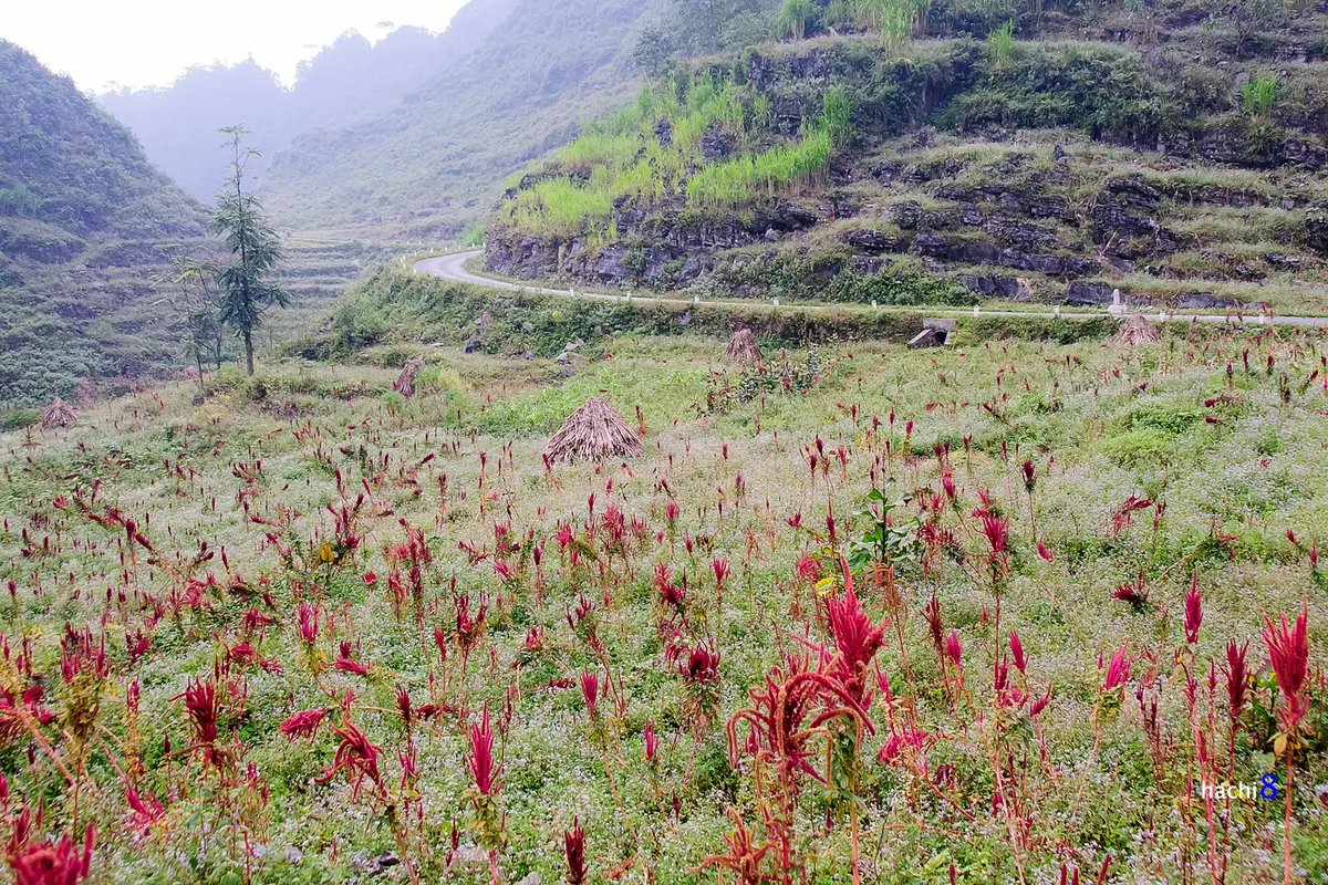 Những sắc hoa rực rỡ trên cao nguyên đá Hà Giang