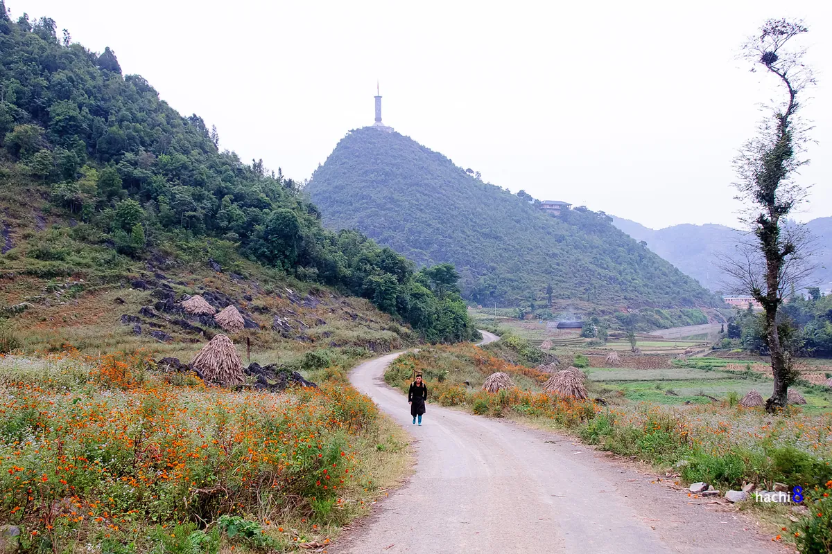 Những sắc hoa rực rỡ trên cao nguyên đá Hà Giang