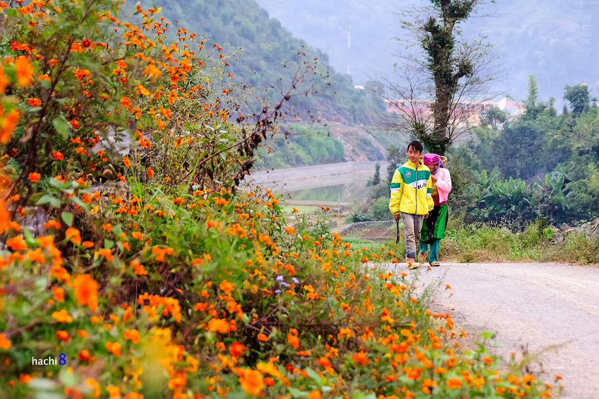 Những sắc hoa rực rỡ trên cao nguyên đá Hà Giang