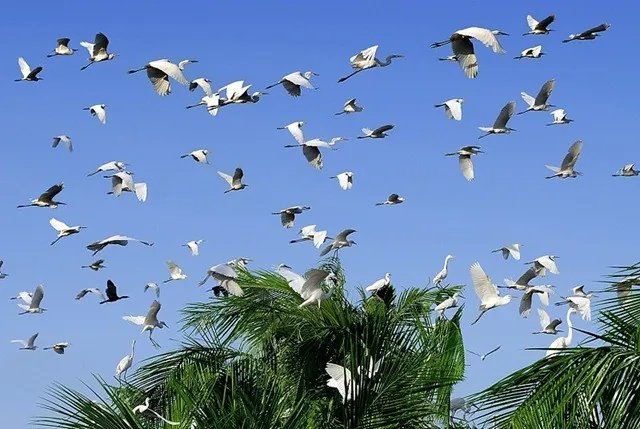 Những sân chim đặc sắc của miền Tây Những sân chim đặc sắc của miền Tây