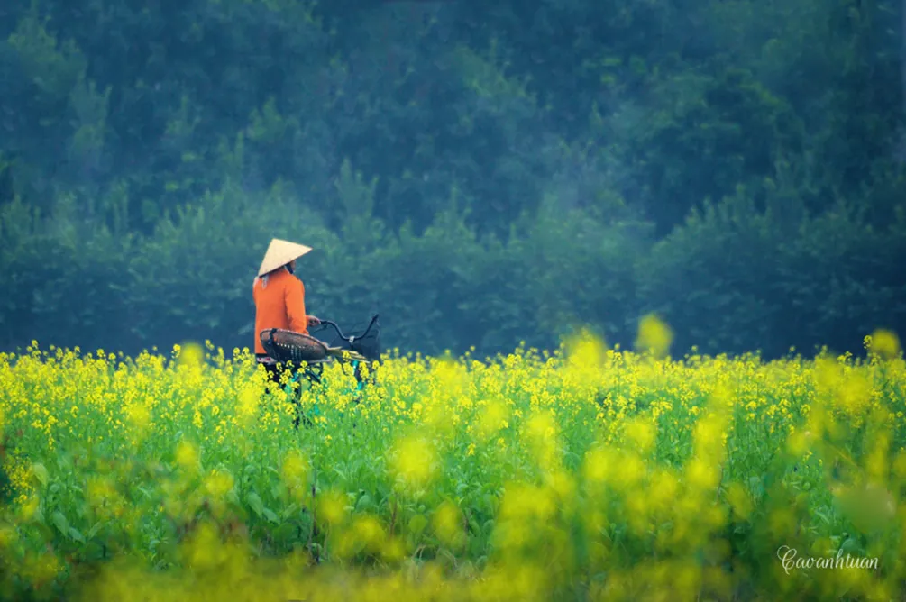 Những vạt cải vàng rực rỡ ven sông