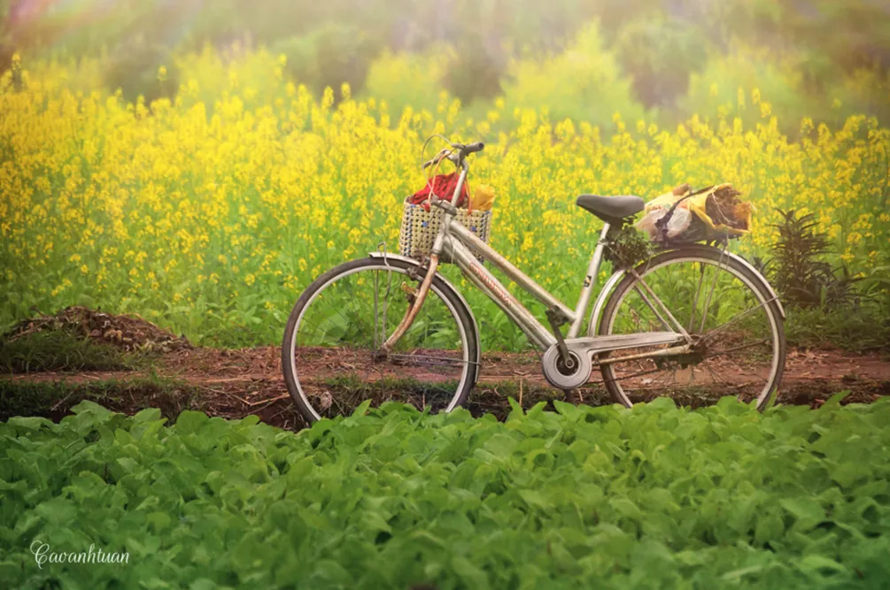 Những vạt cải vàng rực rỡ ven sông