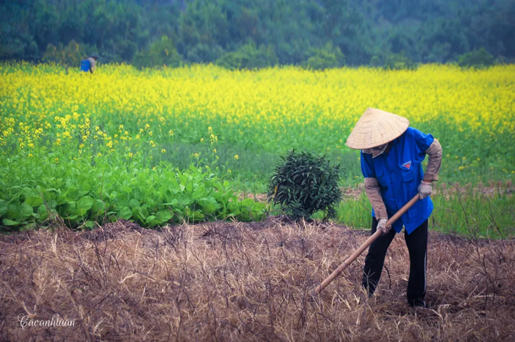 Những vạt cải vàng rực rỡ ven sông