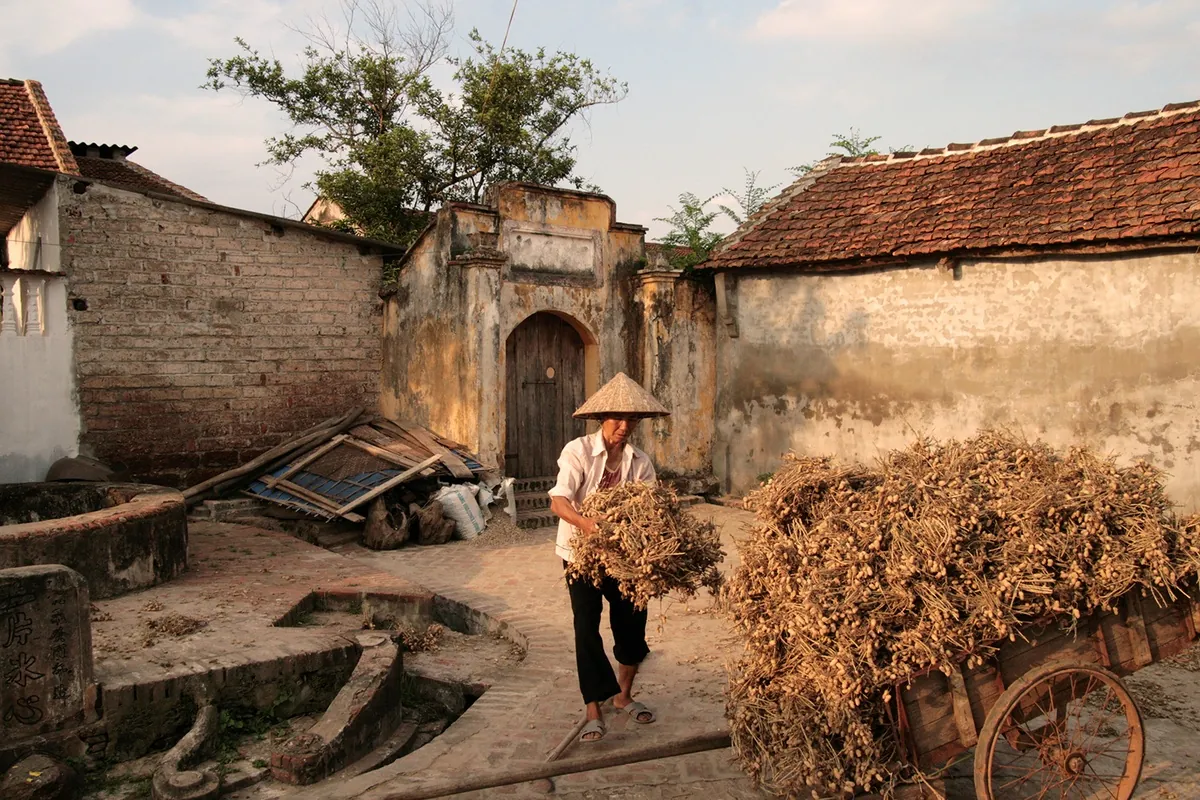 Rơm vàng trải khắp Đường Lâm Rơm vàng trải khắp Đường Lâm