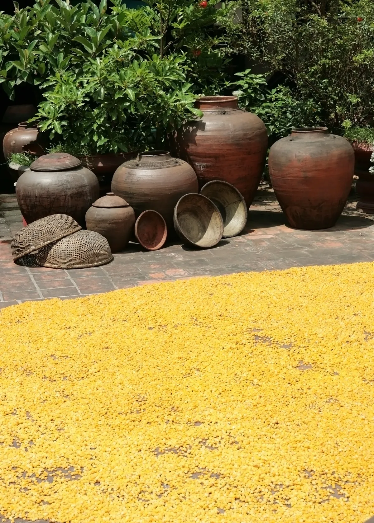Rơm vàng trải khắp Đường Lâm Rơm vàng trải khắp Đường Lâm