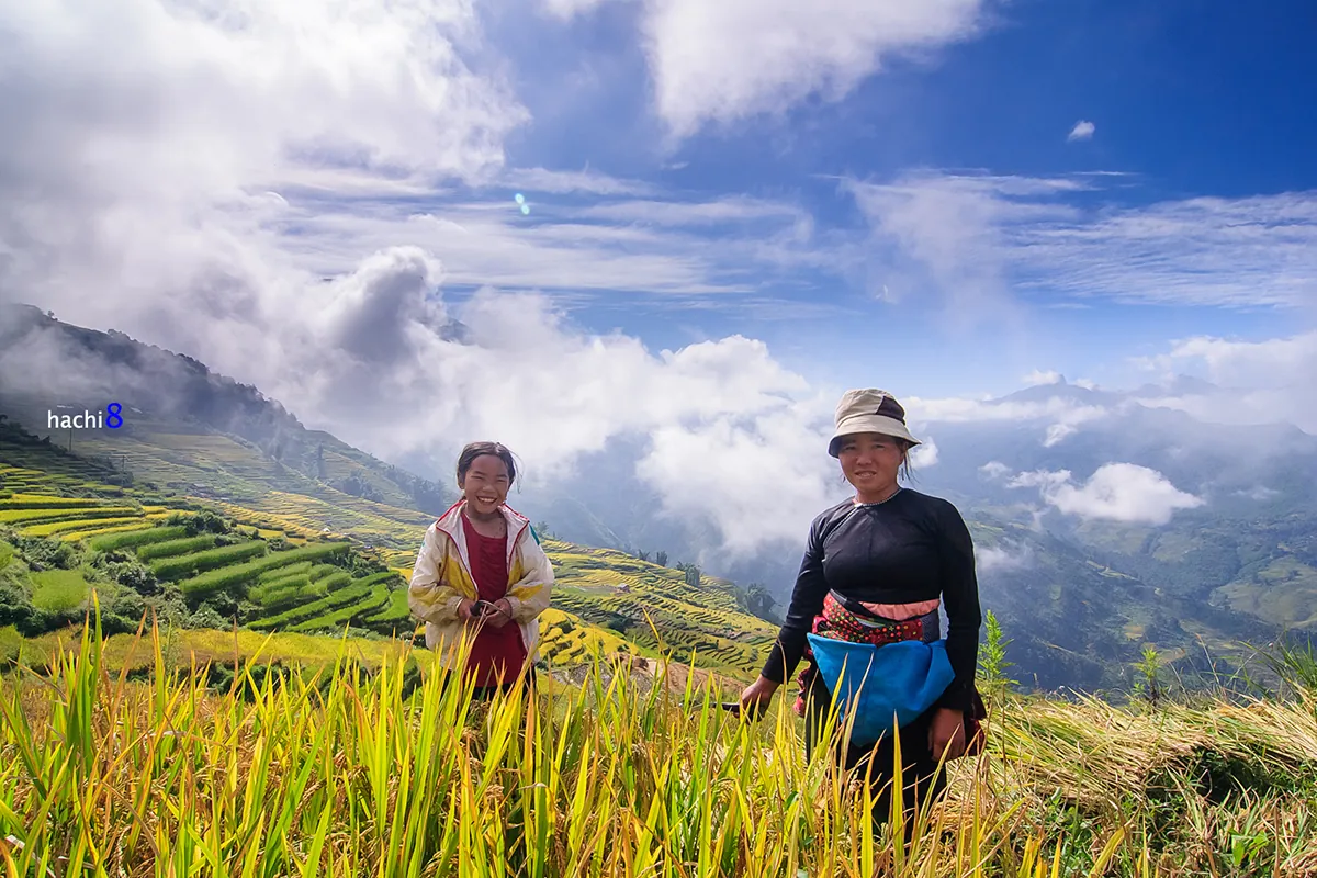 Sắc màu vùng cao Y Tý mùa lúa chín Sắc màu vùng cao Y Tý mùa lúa chín