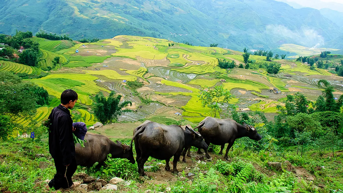 Sắc màu vùng cao Y Tý mùa lúa chín Sắc màu vùng cao Y Tý mùa lúa chín