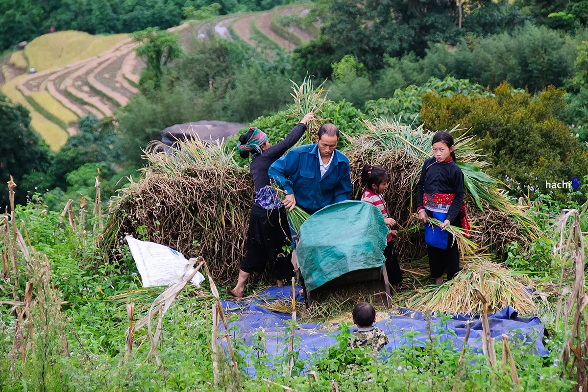 Sắc màu vùng cao Y Tý mùa lúa chín Sắc màu vùng cao Y Tý mùa lúa chín