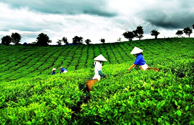 Săn mây ở làng chè trăm tuổi ở Đà Lạt Săn mây ở làng chè trăm tuổi ở Đà Lạt