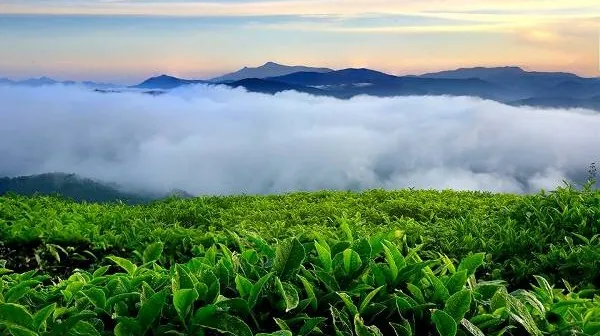 Săn mây ở làng chè trăm tuổi ở Đà Lạt Săn mây ở làng chè trăm tuổi ở Đà Lạt